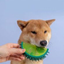 Juguetes de seguridad para perros, mordedores molares de TPR con sonido exprimible, divertido, con forma de fruta, para el cuidado de los dientes
