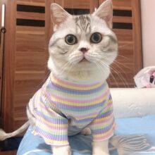 Chaleco colorido para gato, camisa para gatos pequeños, ropa de primavera para cachorros, ropa a rayas para gatos