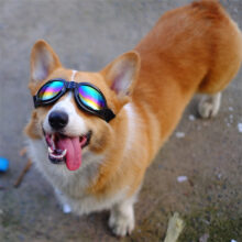 Gafas de sol acolchadas ajustables para perros medianos, accesorios plegables para mascotas, gafas de motocicleta, suministros para perros