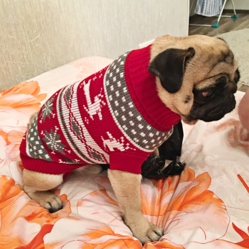 Ropa de invierno para perros pequeños, Jersey de punto con cuello alto para perro York, jersey de Navidad para Chihuahua, cachorro, perro salchicha, eshinx, chaqueta para gato